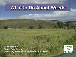 What to Do About Weeds