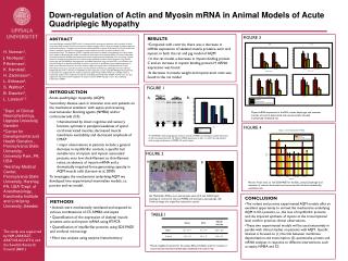 Down-regulation of Actin and Myosin mRNA in Animal Models of Acute Quadriplegic Myopathy