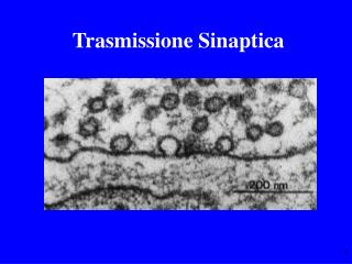 Trasmissione Sinaptica