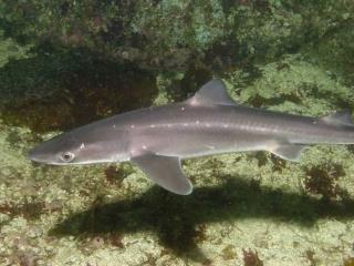 The Green-Eyed Survivor Dogfish Shark Life History &amp; Populations in the Gulf of Alaska