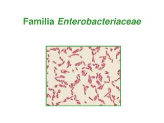 Familia Enterobacteriaceae