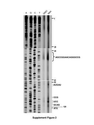 DMSO