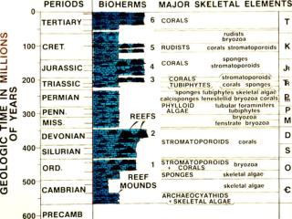 Succession in Reefs