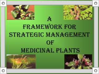 A FRAMEWORK FOR STRATEGIC MANAGEMENT OF MEDICINAL PLANTS