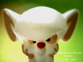 The Mammalian Brain