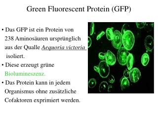Green Fluorescent Protein (GFP)