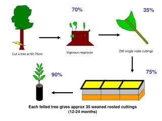 Cut a tree at 50-75cm