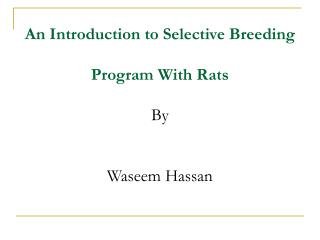 An Introduction to Selective Breeding Program With Rats By Waseem Hassan