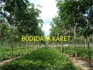 BUDIDAYA KARET