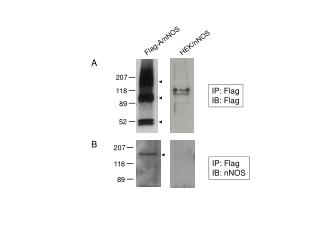 IP: Flag IB: nNOS