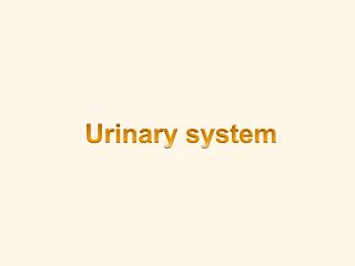 Urinary system