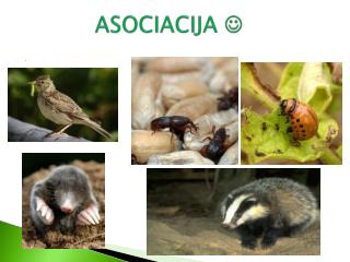 ASOCIACIJA 