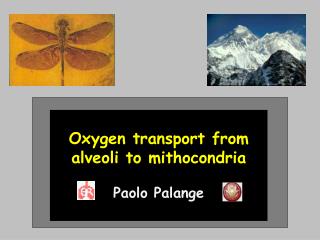Oxygen transport from alveoli to mithocondria Paolo Palange