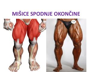 MIŠICE SPODNJE OKONČINE