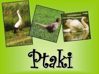 Ptaki