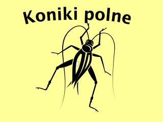 Koniki polne