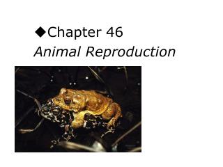 Chapter 46	 Animal Reproduction