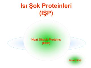 Isı Şok Proteinleri (IŞP)