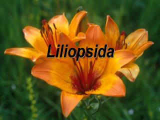 Liliopsida