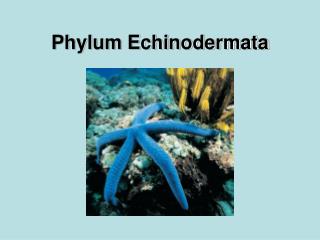 Phylum Echinodermata