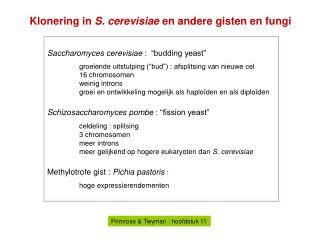 Saccharomyces cerevisiae : “budding yeast”