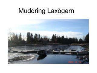 Muddring Laxögern
