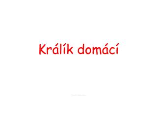 Králík domácí