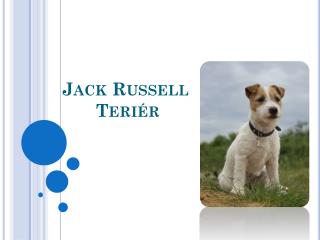 Jack Russell Teriér