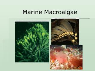 Marine Macroalgae