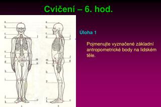 Cvičení – 6. hod.