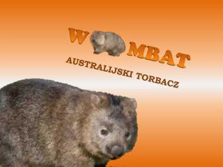 W MBAT AUSTRALIJSKI TORBACZ