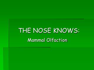 THE NOSE KNOWS: Mammal Olfaction