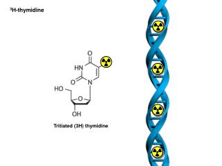 Tritiated (3H) thymidine