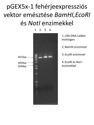 pGEX5x-1 fehérjeexpressziós vektor emésztése BamHI , EcoRI és NotI enzimekkel