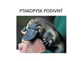 PTAKOPYSK PODIVNÝ