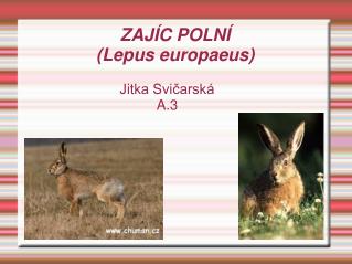 ZAJÍC POLNÍ (Lepus europaeus) ‏