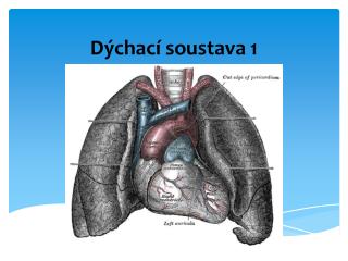 Dýchací soustava 1