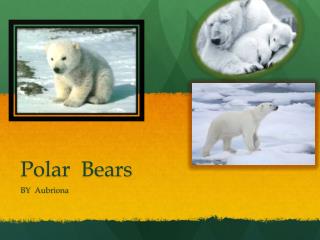 Polar Bears