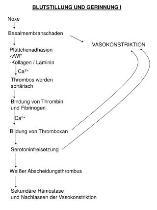 BLUTSTILLUNG UND GERINNUNG I