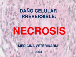 DAÑO CELULAR IRREVERSIBLE: NECROSIS