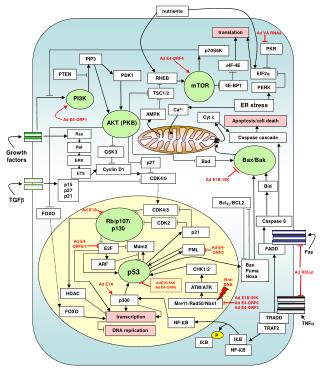 Growth factors