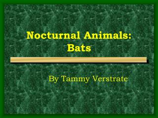 Nocturnal Animals: Bats