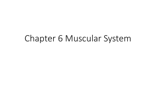 Chapter 6 Muscular System