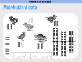 Molekul ární ekologie