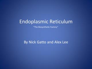 Endoplasmic Reticulum