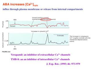 ABA increases [Ca 2+ ] cyto influx through plasma membrane or release from internal compartments