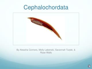 Cephalochordata