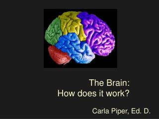 The Brain: How does it work?