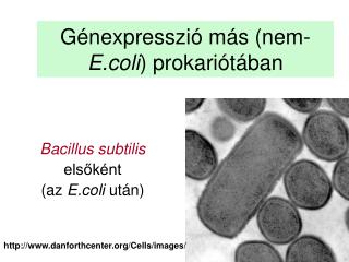 Génexpresszió más ( nem - E.coli ) prokar iótában