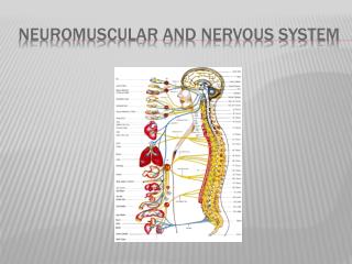 Neuromuscular AND Nervous system